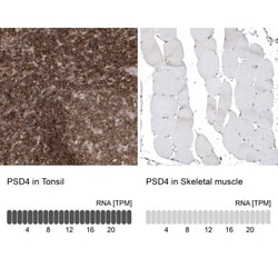 PSD4 Antibody, Novus Biologicals 25 &mu;L, Unlabeled:Antibodies, Polyclonal